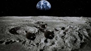 Maxwell the cat dances in 360° - (Maxwell on the moon)