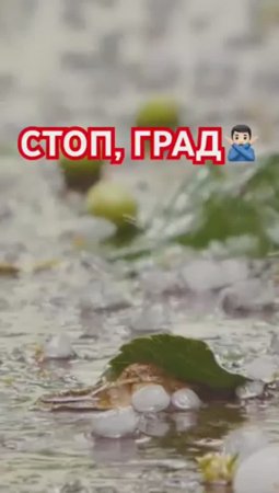 Как спасти сад ОТ ГРАДА за 45 сек