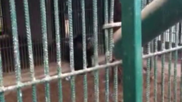 Курящая обезьяна!!
