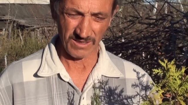 Размножение хвойных растений черенком. Сайт sadovymir.ru