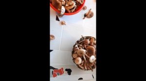 Свежесобранные. Польза опят.