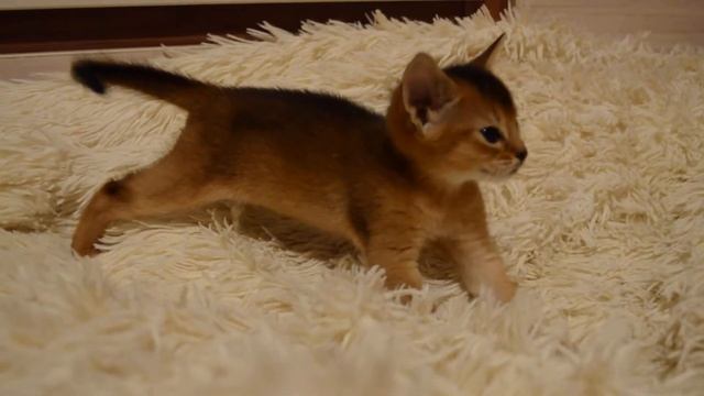 Абиссинская девочка делает массаж лапками. Питомник Fidget Tail смотреть онлайн