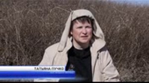 Как цветет брандушка эфемерная