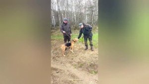 Брестские областные индивидуально-командные состязания гончих по зайцу 8-9 апреля 2023 года