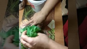 Посадка  магазинной зелени, которая продается в горшочке. Базилик и мелисса.