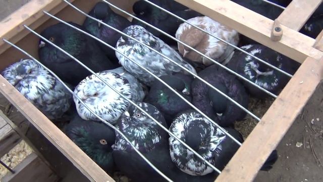 7. Ярмарка голубеводов 2014г. в Самаре 23.11.14, Олег Костяков смотреть онлайн