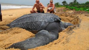 Почему черепахи живут так долго?  [Plushkin]