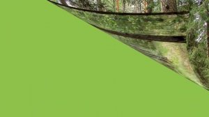 тайга природная зона