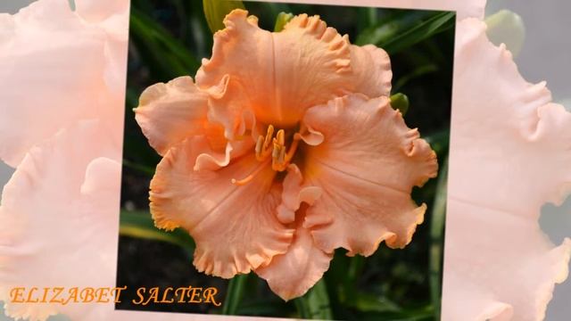 лилейники 2016 г для ютуба смотреть онлайн