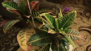 Кротон цветёт!