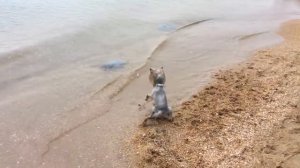 Йорк Мариса побеждает черноморских медуз)