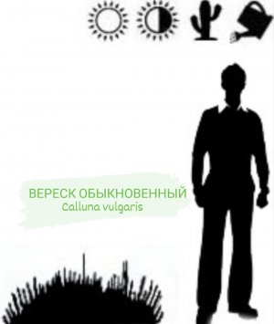 ВЕРЕСК ОБЫКНОВЕННЫЙ