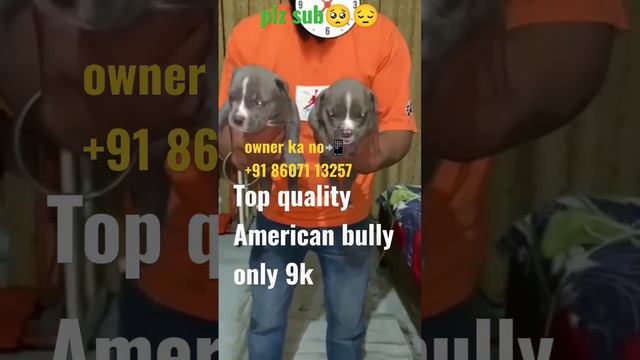 top quality American bully in cheapest price #dog #dogsales #shortvideo