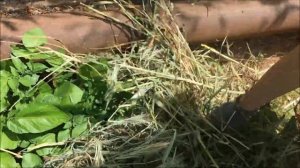 КАК ВЫРАСТИТЬ КАРТОФЕЛЬ ПОД СОЛОМОЙ / КАРТОФЕЛЬ ПОД СЕНОМ / МОЙ ЛИЧНЫЙ ОПЫТ САДОВОДСТВА