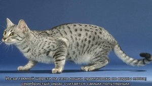 Египетская мау —  кошка из Древнего Египта