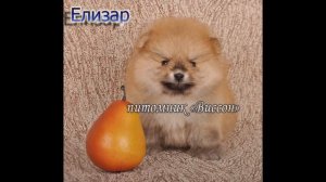 Продажа. Цвергшпицы, мальчики