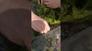 Ловим креветок на сетку на Черном море