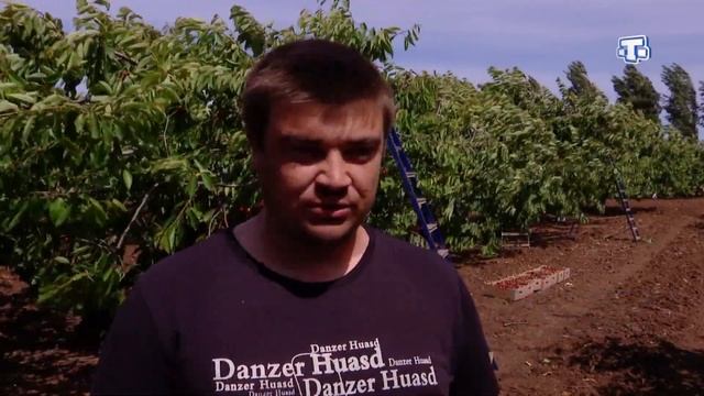 В Крыму в самом разгаре уборка черешни смотреть онлайн