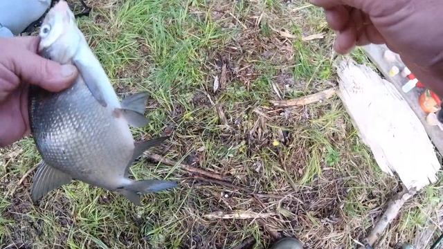 РЫБАЛКА с Внуком на реке . ЛОВЛЯ  Рыбы НА ДОНКИ В ИЮНЕ .