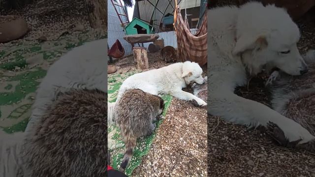 #ямыилюша #помощьбездомнымживотным #raccoon #анапа #море #reels #relaxing смотреть онлайн