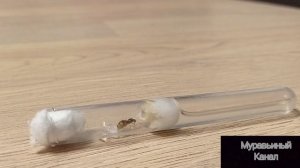 Что за муравей Lasius flavus, сегодня я расскажу про этот вид муравьёв.