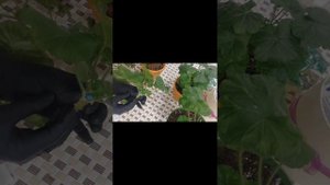 100%БЫСТРОЕ УСПЕШНОЕ укоренение черенков пеларгоний гераней проверенный результат! часть 2