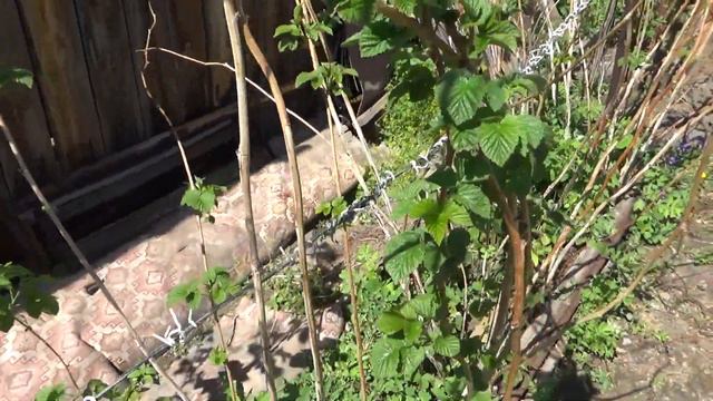 А малина то подмерзла ещё осенью. смотреть онлайн