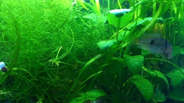 How to Get Rid of Snails in Your Fish Tank смотреть онлайн