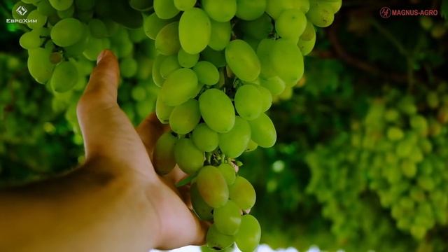 Виноград + клубника в теплице. Лучший обзор на YouTube смотреть онлайн