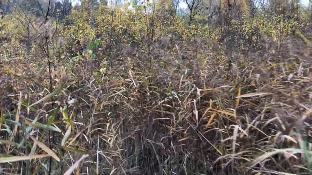 Гуляем в камышах вокруг Мазуринского озера. Балашиха. Вольт испачкался в болоте. Горенки. Осень. смотреть онлайн