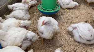 Бройлеры в октябре??? выращиваем в обычном сарае. #бройлеры #бройлерыосенью #содержаниебройлеров