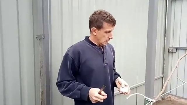 Киви. Прививка нового сорта. смотреть онлайн