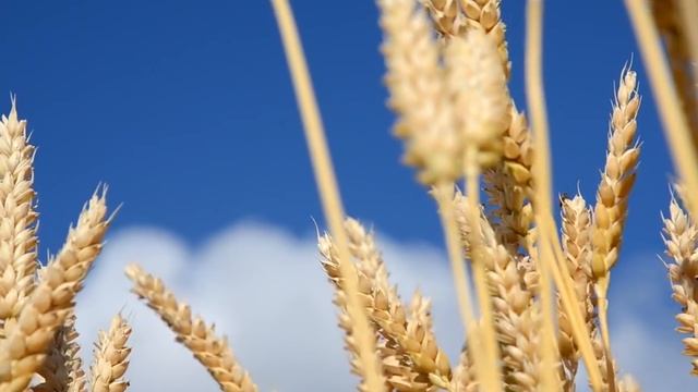 3. Практическое христианство. Ольга Голикова