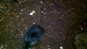 Разведение нутрий — Чем кормить?