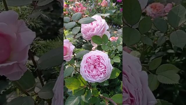 Роза Бразе Кадфаэль,одна из самых красивых и ароматных роз в саду.Июнь 2021. смотреть онлайн