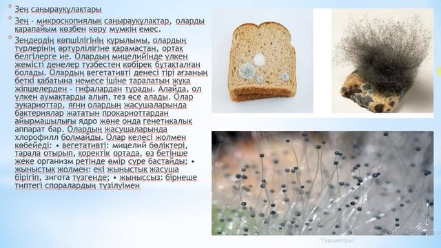 8- сынып. Биология. Саңырауқұлақтар - тірі ағзалардың ерекше патшалығы