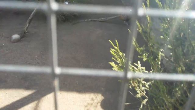 Фазан Королевский (Phasianus). Московский зоопарк (Moscow Zoo). смотреть онлайн