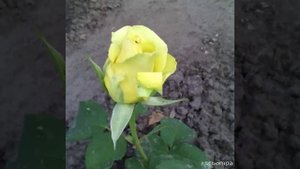 Моя роза Penny Lane.