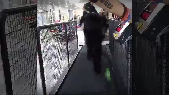 Беговая дорожка для собак смотреть онлайн