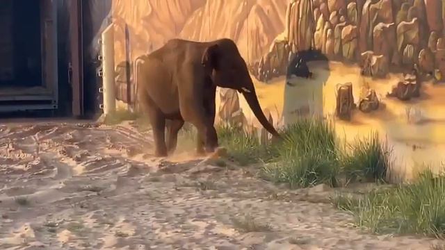 🐘Азиатский слон Филимон прибыл в Казанский зооботсад из Московского зоопарка смотреть онлайн