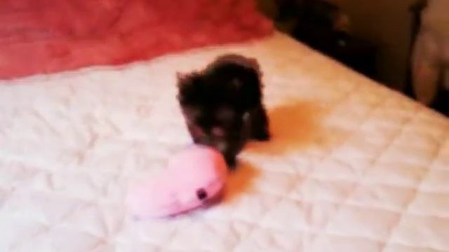 Female Yorkshire Terrier