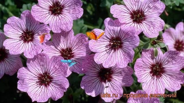 Герань пепельная Балерина (ballerina) ? обзор: как сажать, рассада, саженцы герани Балерина смотреть онлайн