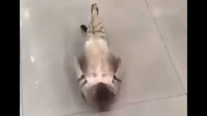 Кот качает пресс! Кот рокки! смешной кот! смешно до слез!