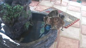 Бенгалы на "рыбалке"