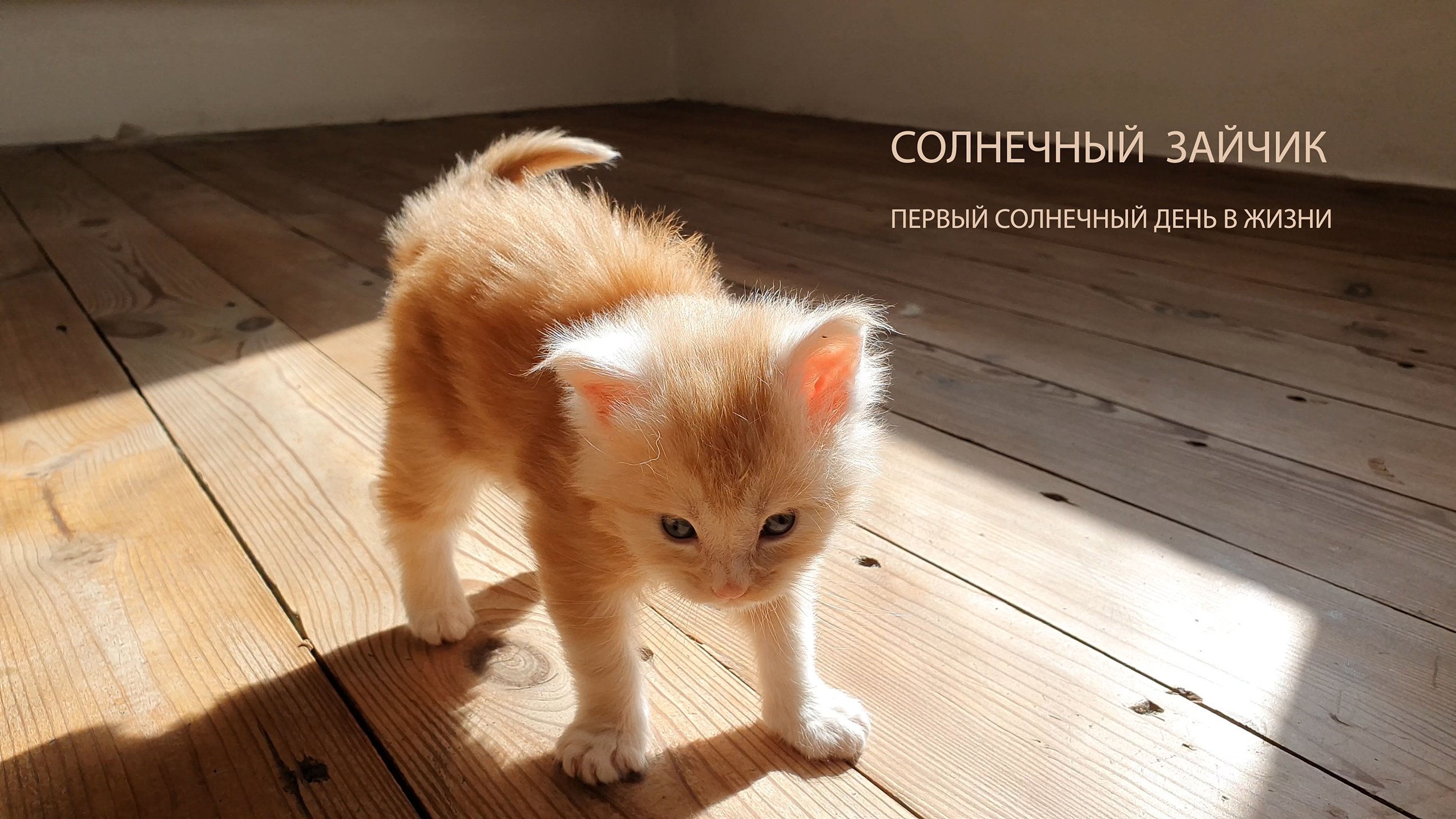 Солнечный зайчик .
Первый солнечный день жизни.