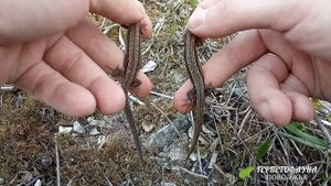Определяем пол у живородящих ящериц (Zootoca vivipara)