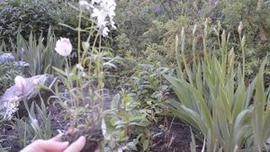 Флокс Растопыренный