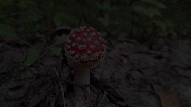 Прогулка по лесу