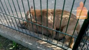 Нижегородский зоопарк Лимпопо.  Пумы