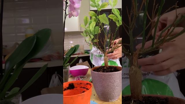 Пересадка цитрофортунеллы каламандин (я называю лимон) смотреть онлайн